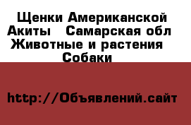 Щенки Американской Акиты - Самарская обл. Животные и растения » Собаки   